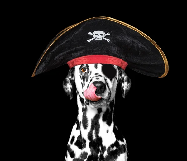 Cão dalmatian em um traje de pirata — Fotografia de Stock