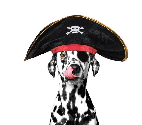 Cão dalmatian em um traje de pirata — Fotografia de Stock