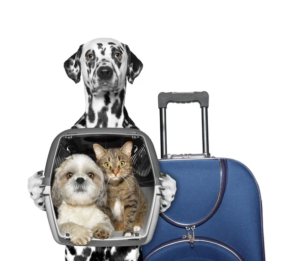 köpek ve arkadaşları bir geziye gidiyor 