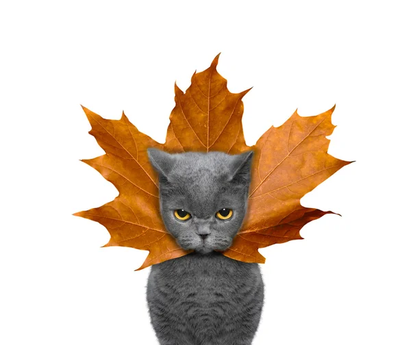 Söt katt med ett blad i stället hatt på huvudet — Stockfoto