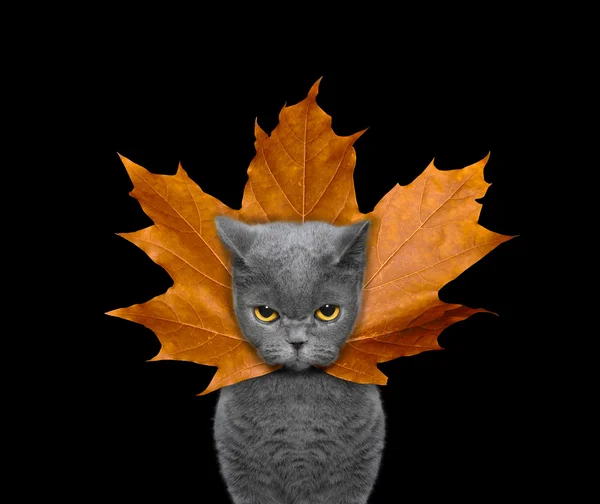 Aranyos macska-val egy levél helyett kalap a fején — Stock Fotó