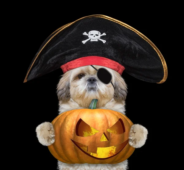 Cão bonito em um traje de pirata com abóbora halloweens — Fotografia de Stock