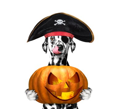 köpek bir korsan kostüm halloweens kabak ile 