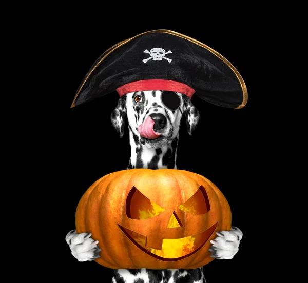 Dog in a pirate costume with halloweens pumpkin — Stock Photo, Image