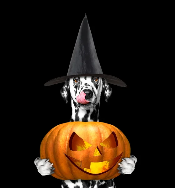 Dog in a costume with halloweens pumpkin — Stock Photo, Image