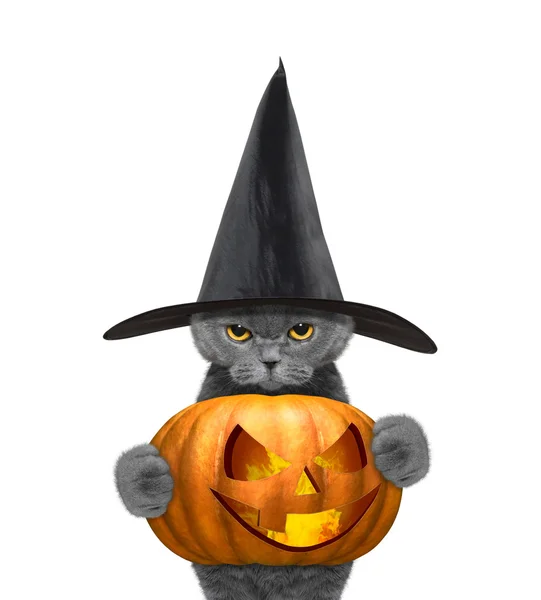 Gato em um traje com abóbora halloweens — Fotografia de Stock