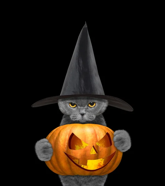 Gato em um traje com abóbora halloweens — Fotografia de Stock