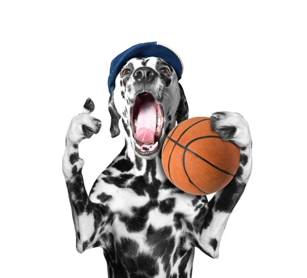 Lindo perro con gorra sosteniendo una pelota y gritar y gritar — Foto de Stock