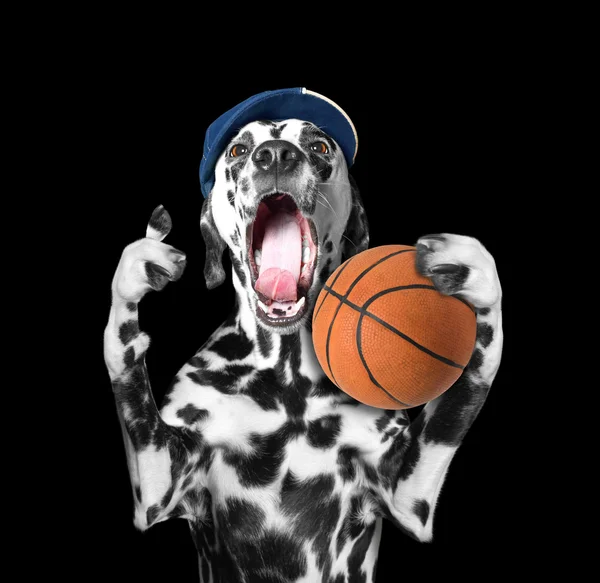 Schattige hond in GLB houden een bal en een schreeuw en een schreeuw — Stockfoto