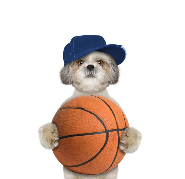 Mignon petit chien en casquette tenant une balle — Photo