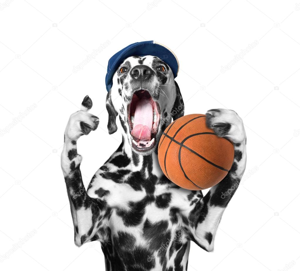 Cute dog in cap holding a ball and shout and scream