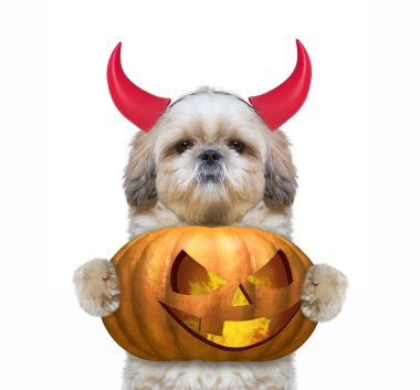Cadılar Bayramı için şeytanlar kostüm kabak ile şirin köpek