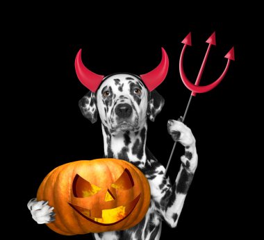 Cadılar Bayramı için şeytanlar kostüm kabak ile köpek 