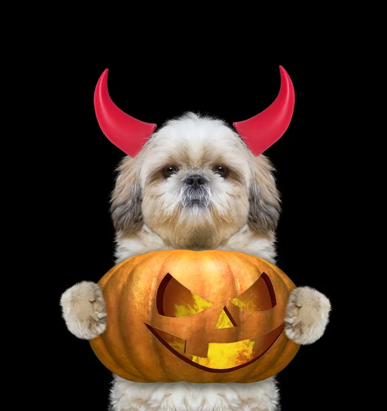 Cão bonito com abóbora no traje de demônios para o Halloween — Fotografia de Stock