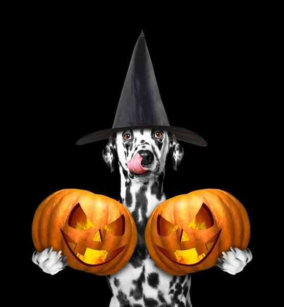 Cão em um traje com duas abóboras halloweens — Fotografia de Stock