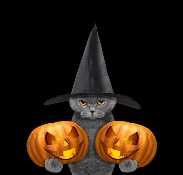 Gato bonito em um traje com duas abóboras halloweens — Fotografia de Stock