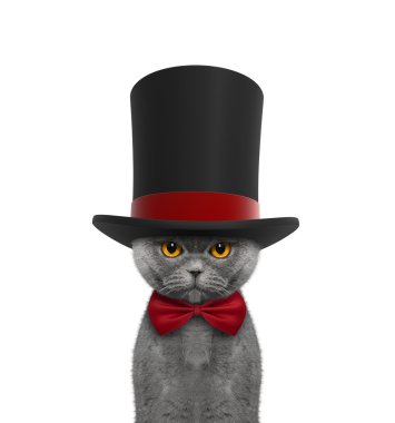 Yüksek hat silindir ve kravat sevimli kedi 