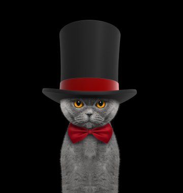 Yüksek hat silindir ve kravat sevimli kedi