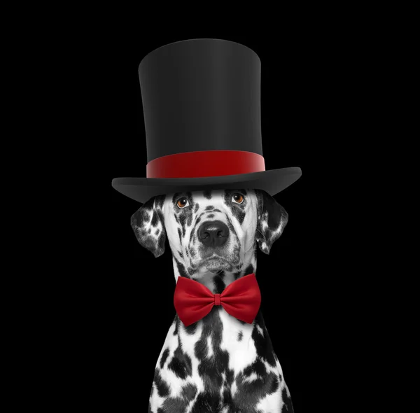 Dog in a high hat cylinder and necktie — Stock Photo, Image