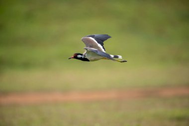Kırmızı başlıklı kanat Asya 'ya özgü büyük bir balıkçı teknesidir. 