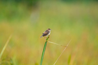 Küçük çizgili kahverengi bir kuş, muhtemelen bir Zing cisticola, bir çimen yaprağına tünemiş. Kanatları hafifçe açılır ve bulanık yeşil bir zemin üzerine kuruludur..