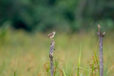 Küçük çizgili kahverengi bir kuş, muhtemelen bir Zing cisticola, bir çimen yaprağına tünemiş. Kanatları hafifçe açılır ve bulanık yeşil bir zemin üzerine kuruludur..