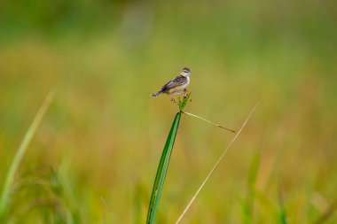 Küçük çizgili kahverengi bir kuş, muhtemelen bir Zing cisticola, bir çimen yaprağına tünemiş. Kanatları hafifçe açılır ve bulanık yeşil bir zemin üzerine kuruludur..
