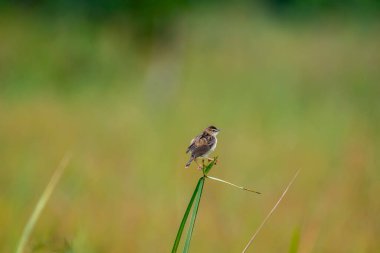 Küçük çizgili kahverengi bir kuş, muhtemelen bir Zing cisticola, bir çimen yaprağına tünemiş. Kanatları hafifçe açılır ve bulanık yeşil bir zemin üzerine kuruludur..
