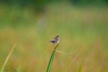Küçük çizgili kahverengi bir kuş, muhtemelen bir Zing cisticola, bir çimen yaprağına tünemiş. Kanatları hafifçe açılır ve bulanık yeşil bir zemin üzerine kuruludur..