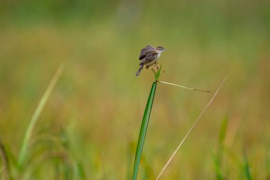 Küçük çizgili kahverengi bir kuş, muhtemelen bir Zing cisticola, bir çimen yaprağına tünemiş. Kanatları hafifçe açılır ve bulanık yeşil bir zemin üzerine kuruludur..