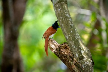 Hint cennet sinekkapanı Asya 'ya özgü orta büyüklükte bir kuştur. Erkeklerin siyah, ibikli bir kafası, paslı ya da beyaz bir vücudu ve uzun kuyruk şeritleri vardır..