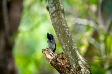 Hint cennet sinekkapanı Asya 'ya özgü orta büyüklükte bir kuştur. Erkeklerin siyah, ibikli bir kafası, paslı ya da beyaz bir vücudu ve uzun kuyruk şeritleri vardır..