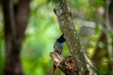 Hint cennet sinekkapanı Asya 'ya özgü orta büyüklükte bir kuştur. Erkeklerin siyah, ibikli bir kafası, paslı ya da beyaz bir vücudu ve uzun kuyruk şeritleri vardır..