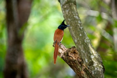 Hint cennet sinekkapanı Asya 'ya özgü orta büyüklükte bir kuştur. Erkeklerin siyah, ibikli bir kafası, paslı ya da beyaz bir vücudu ve uzun kuyruk şeritleri vardır..