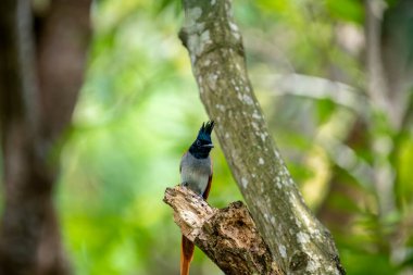 Hint cennet sinekkapanı Asya 'ya özgü orta büyüklükte bir kuştur. Erkeklerin siyah, ibikli bir kafası, paslı ya da beyaz bir vücudu ve uzun kuyruk şeritleri vardır..