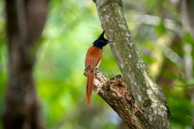 Hint cennet sinekkapanı Asya 'ya özgü orta büyüklükte bir kuştur. Erkeklerin siyah, ibikli bir kafası, paslı ya da beyaz bir vücudu ve uzun kuyruk şeritleri vardır..