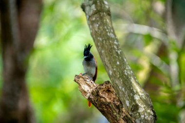Hint cennet sinekkapanı Asya 'ya özgü orta büyüklükte bir kuştur. Erkeklerin siyah, ibikli bir kafası, paslı ya da beyaz bir vücudu ve uzun kuyruk şeritleri vardır..