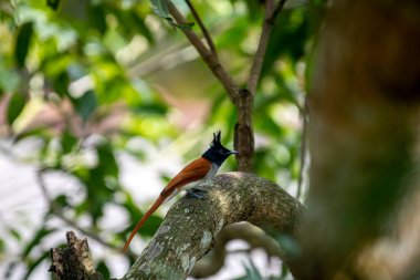 Hint cennet sinekkapanı Asya 'ya özgü orta büyüklükte bir kuştur. Erkeklerin siyah, ibikli bir kafası, paslı ya da beyaz bir vücudu ve uzun kuyruk şeritleri vardır..