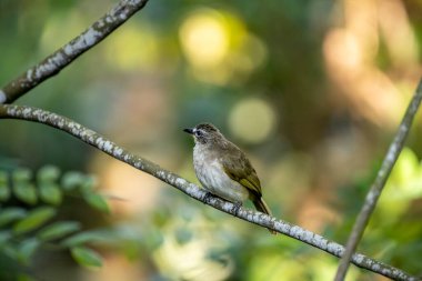 Beyaz kaşlı bülbül (Pycnonotus luteolus), zeytin grisi üst kısımları, beyaz alt kısımları ve gözünün üzerinde beyaz bir şerit bulunan bir kuş türüdür. Sri Lanka ve Hindistan yarımadasına özgüdür..