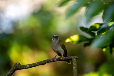 Beyaz kaşlı bülbül (Pycnonotus luteolus), zeytin grisi üst kısımları, beyaz alt kısımları ve gözünün üzerinde beyaz bir şerit bulunan bir kuş türüdür. Sri Lanka ve Hindistan yarımadasına özgüdür..