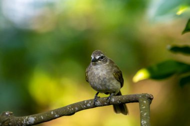 Beyaz kaşlı bülbül (Pycnonotus luteolus), zeytin grisi üst kısımları, beyaz alt kısımları ve gözünün üzerinde beyaz bir şerit bulunan bir kuş türüdür. Sri Lanka ve Hindistan yarımadasına özgüdür..