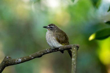 Beyaz kaşlı bülbül (Pycnonotus luteolus), zeytin grisi üst kısımları, beyaz alt kısımları ve gözünün üzerinde beyaz bir şerit bulunan bir kuş türüdür. Sri Lanka ve Hindistan yarımadasına özgüdür..