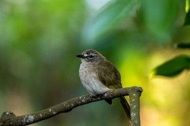 Beyaz kaşlı bülbül (Pycnonotus luteolus), zeytin grisi üst kısımları, beyaz alt kısımları ve gözünün üzerinde beyaz bir şerit bulunan bir kuş türüdür. Sri Lanka ve Hindistan yarımadasına özgüdür..