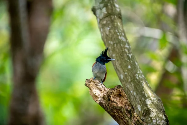 Hint cennet sinekkapanı Asya 'ya özgü orta büyüklükte bir kuştur. Erkeklerin siyah, ibikli bir kafası, paslı ya da beyaz bir vücudu ve uzun kuyruk şeritleri vardır..