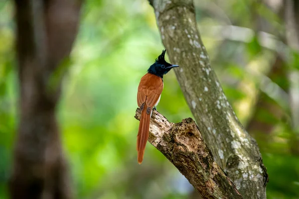 Hint cennet sinekkapanı Asya 'ya özgü orta büyüklükte bir kuştur. Erkeklerin siyah, ibikli bir kafası, paslı ya da beyaz bir vücudu ve uzun kuyruk şeritleri vardır..