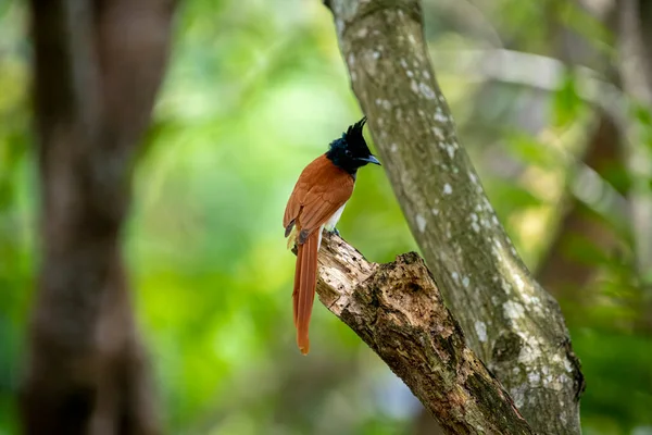 Hint cennet sinekkapanı Asya 'ya özgü orta büyüklükte bir kuştur. Erkeklerin siyah, ibikli bir kafası, paslı ya da beyaz bir vücudu ve uzun kuyruk şeritleri vardır..