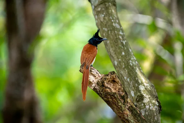 Hint cennet sinekkapanı Asya 'ya özgü orta büyüklükte bir kuştur. Erkeklerin siyah, ibikli bir kafası, paslı ya da beyaz bir vücudu ve uzun kuyruk şeritleri vardır..