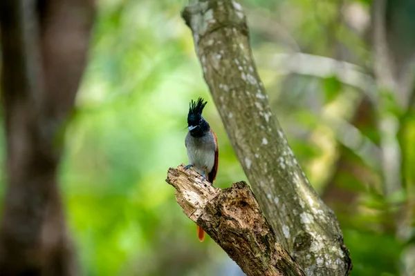 Hint cennet sinekkapanı Asya 'ya özgü orta büyüklükte bir kuştur. Erkeklerin siyah, ibikli bir kafası, paslı ya da beyaz bir vücudu ve uzun kuyruk şeritleri vardır..