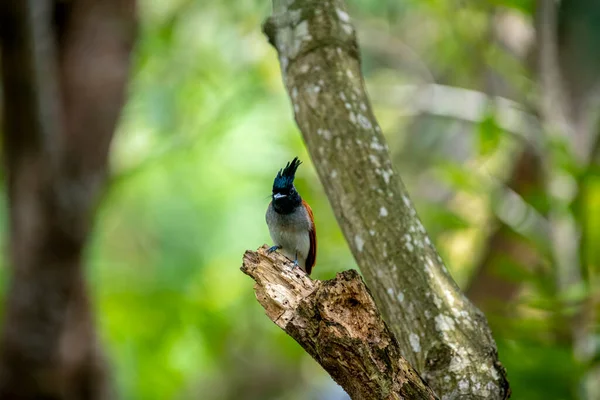 Hint cennet sinekkapanı Asya 'ya özgü orta büyüklükte bir kuştur. Erkeklerin siyah, ibikli bir kafası, paslı ya da beyaz bir vücudu ve uzun kuyruk şeritleri vardır..
