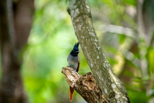 Hint cennet sinekkapanı Asya 'ya özgü orta büyüklükte bir kuştur. Erkeklerin siyah, ibikli bir kafası, paslı ya da beyaz bir vücudu ve uzun kuyruk şeritleri vardır..